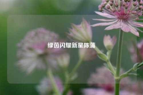 绿茵闪耀新星陈蒲